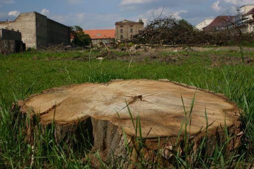 Wohnen oder im Gr&uuml;nen - das Paradies der Prenzlauer G&auml;rten : paradies_prenzlauer_gaerten_berlin_IMG_434-3495 : 