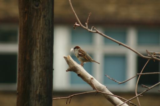 Wohnen oder im Gr&uuml;nen - das Paradies der Prenzlauer G&auml;rten : paradies_prenzlauer_gaerten_berlin_IMG_437-3706 : Tja, wie macht man euch das klar: Nestbau ist hier grad eine bescheuerte Idee.