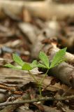Wohnen oder im Gr&uuml;nen - das Paradies der Prenzlauer G&auml;rten : paradies_prenzlauer_gaerten_berlin_IMG_435-3562 es will wohl nicht sterben, das Unkraut, das ungeplante....