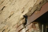 Wohnen oder im Gr&uuml;nen - das Paradies der Prenzlauer G&auml;rten : paradies_prenzlauer_gaerten_berlin_IMG_436-3614 Ob er 2500 Euro f&uuml;r den Quadratmeter locker hat ?<br>  2 Jahre Baul&auml;rm werden ihm das Sparen schon vers&uuml;&szlig;en