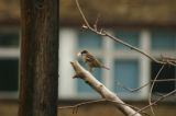 Wohnen oder im Gr&uuml;nen - das Paradies der Prenzlauer G&auml;rten : paradies_prenzlauer_gaerten_berlin_IMG_437-3706 Tja, wie macht man euch das klar: Nestbau ist hier grad eine bescheuerte Idee.